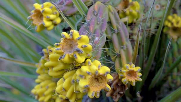 Дерев Яна Холла Ходяча Холла Cylindropuntia Imbricata Жовтий Фрукт Нью — стокове відео