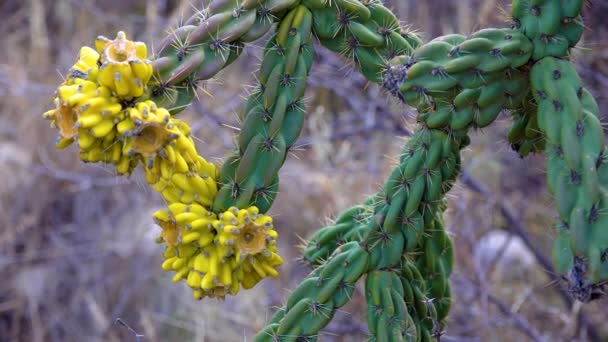 Baumcholla Gehstock Cholla Cylindropuntia Imbricata Gelbe Früchte New Mexico Usa — Stockvideo