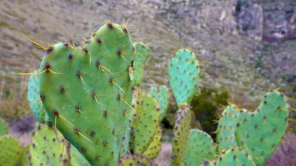 Chenille Tüskés Körte Cowboy Vörös Bajusz Opuntia Aciculata Kaktusz Nyugat — Stock videók