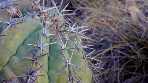 Orlí Drápy Turkova Hlava Ďáblova Hlava Echinocactus Horizontalonius Kaktusy Západu — Stock video