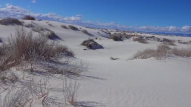 Beyaz alçıtaşı kumlarında kuru çöl bitkileri. New Mexico 'daki White Sands Ulusal Anıtı, Usa