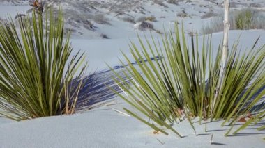 Beyaz alçıtaşı kumları üzerinde Yucca elata ve kuru çöl bitkileri. White Sands Ulusal Anıtı New Mexico, ABD
