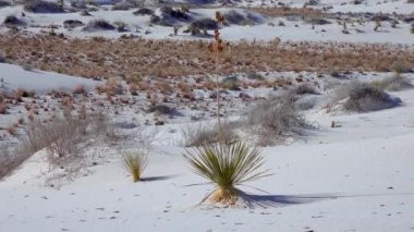 Beyaz alçıtaşı kumları üzerinde Yucca elata ve kuru çöl bitkileri. White Sands Ulusal Anıtı New Mexico, ABD