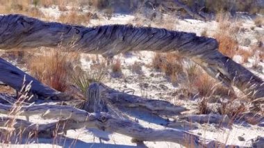 Beyaz alçıtaşı kumlarında kuru çöl bitkileri. New Mexico 'daki White Sands Ulusal Anıtı, Usa