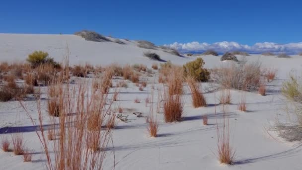 白い石膏の砂の上に乾燥砂漠の植物 ニューメキシコ州 アメリカのホワイトサンズ国定公園 — ストック動画