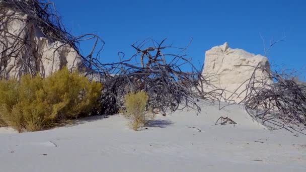 Mounds Gypsum Sand Held Roots Desert Plants White Sands National — 图库视频影像