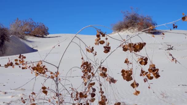 Dry Desert Plants White Gypsum Sands White Sands National Monument — Stock Video