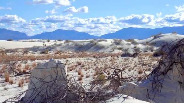 白い石膏の砂の上に乾燥砂漠の植物 ニューメキシコ州 アメリカのホワイトサンズ国定公園 — ストック動画