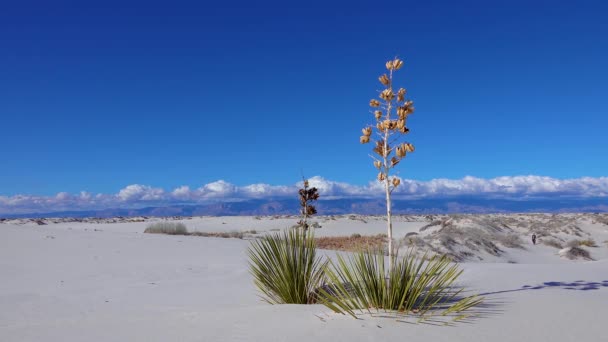 Yucca Elata Suché Pouštní Rostliny Bílých Sádrovcových Píscích Národní Památka — Stock video