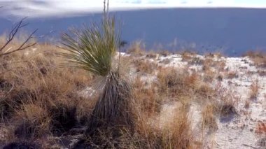 White Sands Ulusal Anıtı. Sand Dune New Mexico 'da Yucca elata ve çöl pantolonu.