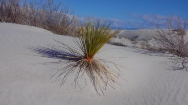 White Sands Ulusal Anıtı. Sand Dune New Mexico 'da Yucca elata ve çöl pantolonu.
