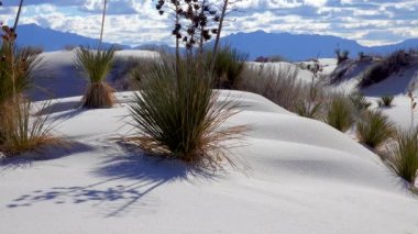 White Sands Ulusal Anıtı. Sand Dune New Mexico 'da Yucca elata ve çöl pantolonu.