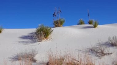 White Sands Ulusal Anıtı. Sand Dune New Mexico 'da Yucca elata ve çöl pantolonu.