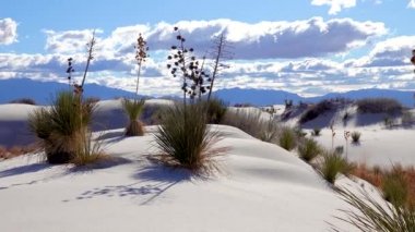 White Sands Ulusal Anıtı. Sand Dune New Mexico 'da Yucca elata ve çöl pantolonu.