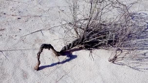白色石膏沙地上的干枯沙漠植物 新墨西哥州Usa的白沙国家纪念馆 — 图库视频影像