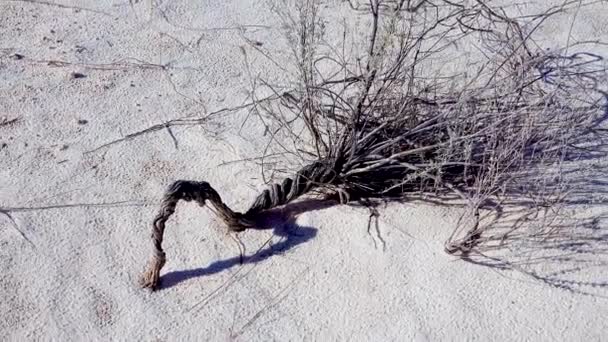 Plantes Désertiques Sèches Sur Sable Blanc Gypse Monument National White — Video