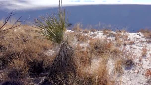 Vita Sandens Nationalmonument Yucca Elata Och Ökenbyxor Sanddynen New Mexico — Stockvideo