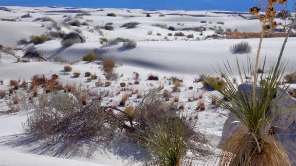 Beyaz Alçıtaşı Kumları Üzerinde Yucca Elata Kuru Çöl Bitkileri White — Stok video