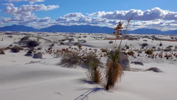 白い石膏の砂の上にユッカ エラタと乾燥砂漠の植物 ニューメキシコ州 アメリカのホワイトサンズ国立記念碑 — ストック動画