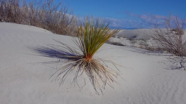 ホワイト サンズ国定公園 Yucca Elata Desert Pants Sand Dune New Mexico — ストック動画