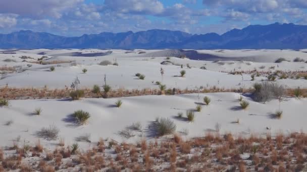 Národní Památník White Sands Yucca Elata Pouštní Kalhoty Písečné Duně — Stock video