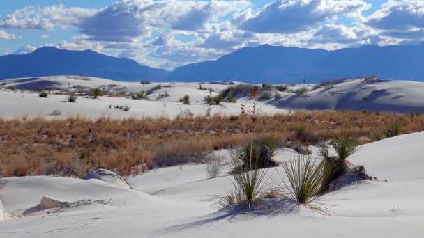 白い石膏の砂の上にユッカとドライ砂漠の植物 ニューメキシコ州 アメリカのホワイトサンズ国立記念碑 — ストック動画