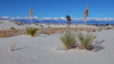 White Sands Ulusal Anıtı. Sand Dune New Mexico 'da Yucca elata ve çöl pantolonu.