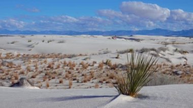 White Sands Ulusal Anıtı. Sand Dune New Mexico 'da Yucca elata ve çöl pantolonu.