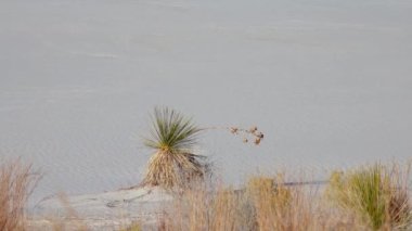 White Sands Ulusal Anıtı. Sand Dune New Mexico 'da Yucca elata ve çöl pantolonu.