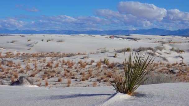 ホワイト サンズ国定公園 Yucca Elata Desert Pants Sand Dune New Mexico — ストック動画