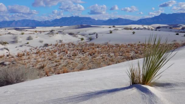 Národní Památník White Sands Yucca Elata Pouštní Kalhoty Písečné Duně — Stock video