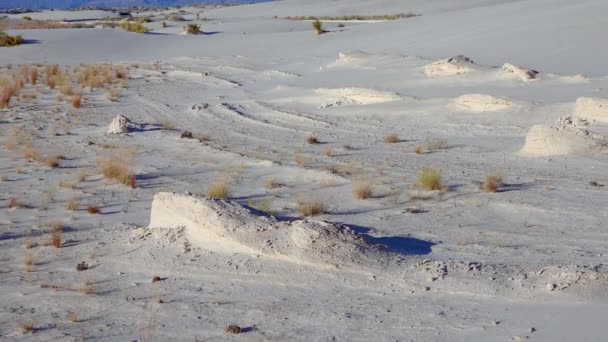 Beyaz Alçıtaşı Kumlarında Kuru Çöl Bitkileri New Mexico Daki White — Stok video