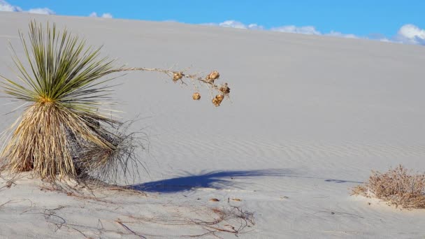 Fehér Homok Nemzeti Emlékmű Yucca Elata Sivatagi Nadrág Sand Dune — Stock videók