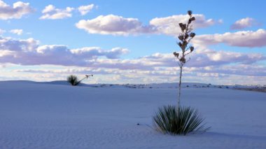 White Sands Ulusal Anıtı. Sand Dune New Mexico 'da Yucca elata ve çöl pantolonu.