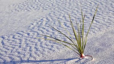 White Sands Ulusal Anıtı. Sand Dune New Mexico 'da Yucca elata ve çöl pantolonu.