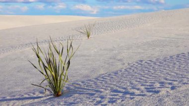 White Sands Ulusal Anıtı. Sand Dune New Mexico 'da Yucca elata ve çöl pantolonu.