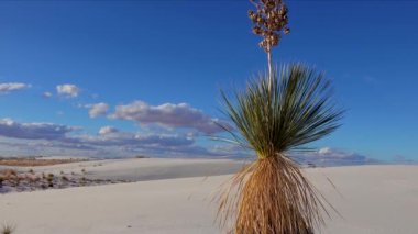 White Sands Ulusal Anıtı. Sand Dune New Mexico 'da Yucca elata ve çöl pantolonu.
