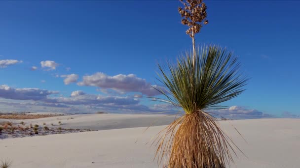 ホワイト サンズ国定公園 Yucca Elata Desert Pants Sand Dune New Mexico — ストック動画