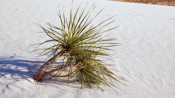 Národní Památník White Sands Yucca Elata Pouštní Kalhoty Písečné Duně — Stock video