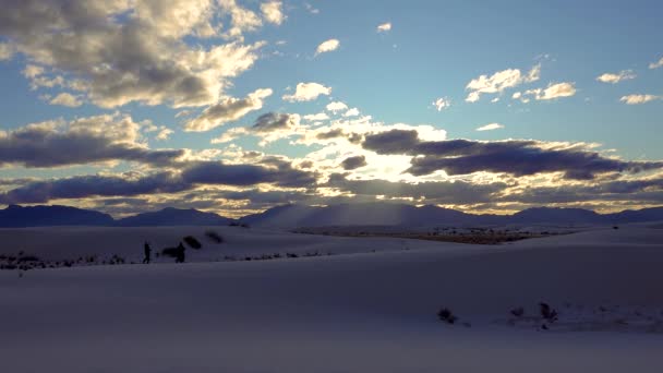 Coucher Soleil Yucca Plant Yucca Elata Pantalon Désert Sur Dune — Video