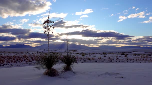 Naplemente Yucca Plant Yucca Elata Sivatagi Nadrág Homokdűnén White Sands — Stock videók