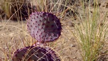 Mor dikenli armut, siyah dikenli armut (Opuntia makrocentra). Arizona çölünde kaktüs.. 