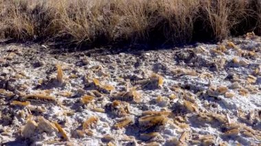 Büyük alçı taşı kristalleri Arizona çölünde tuz gölünün yanında ve New Mexico sınırındaki White Sands Ulusal Parkı 'nda.