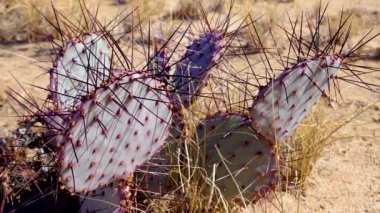 Mor dikenli armut, siyah dikenli armut (Opuntia makrocentra). Arizona çölünde kaktüs.. 
