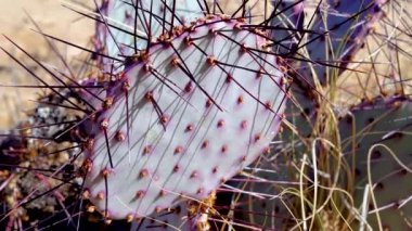 Mor dikenli armut, siyah dikenli armut (Opuntia makrocentra). Arizona çölünde kaktüs.. 
