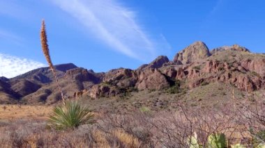 Terk edilmiş dağ manzarası, Yucca ve Cacti Arizona, ABD 'deki Kızıl Kayalıklar Dağları manzarasında.