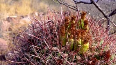 Arizona 'da kaktüs tohumlu sarı meyveler, balık kancası fıçısı, şeker fıçısı, pusula fıçısı (Ferocactus wislizeni) 