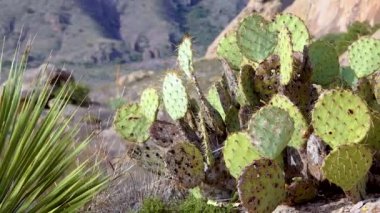 Dikenli armut kaktüsü (Opuntia), Saguaro Ulusal Parkı, Arizona, ABD