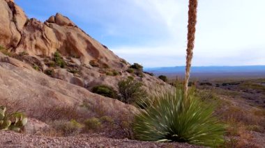 Yucca ve Cacti Arizona, ABD 'deki Kızıl Kayalıklar Dağı manzarasında.