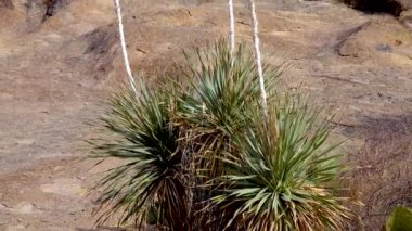 Yucca ve Cacti Arizona, ABD 'deki Kızıl Kayalıklar Dağı manzarasında.